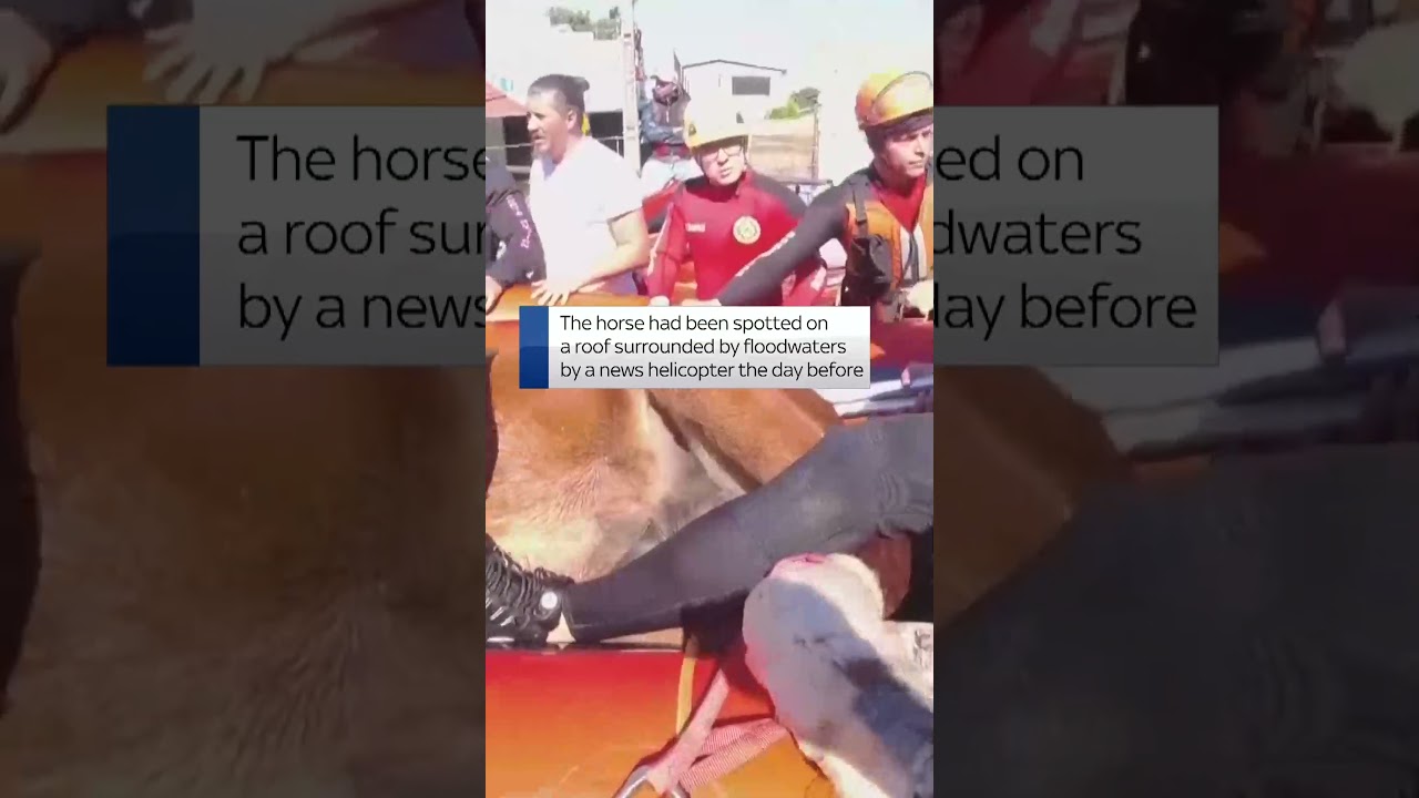 Horse rescued from Brazilian floods