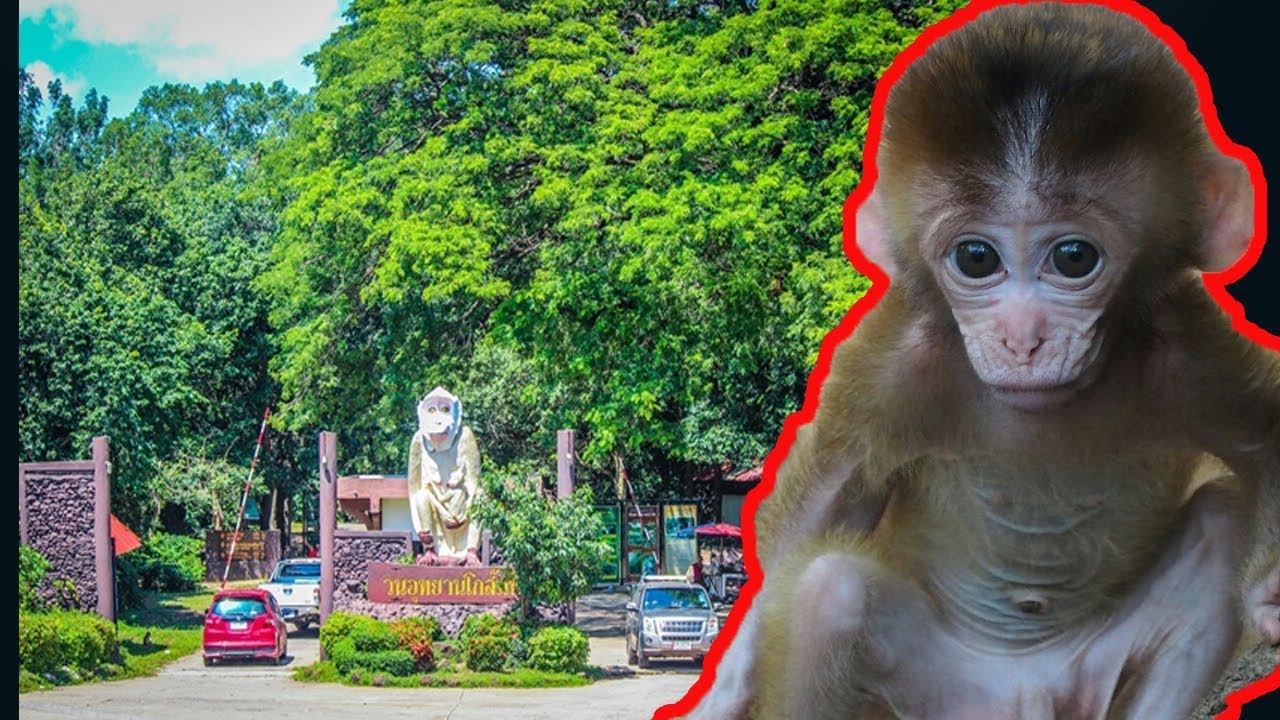 อุทยานโกสัมพี