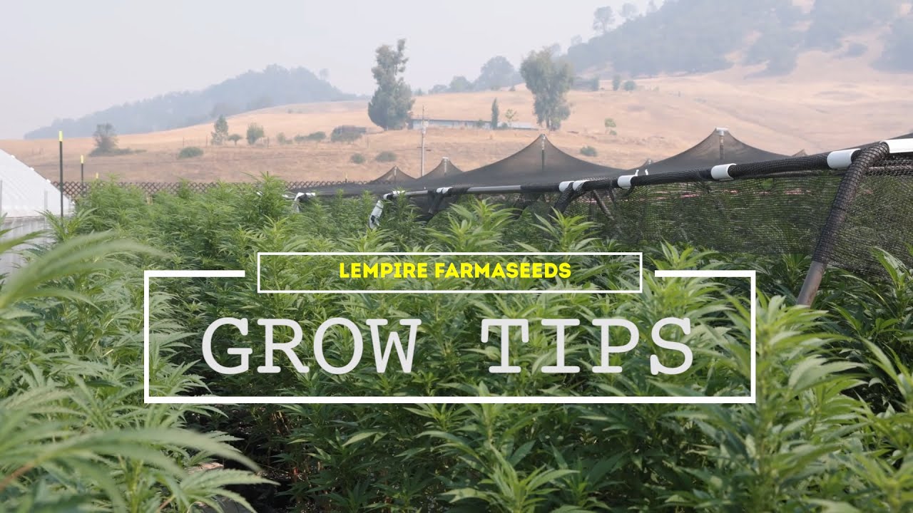 Grow Tips with Lempire Farmaseed