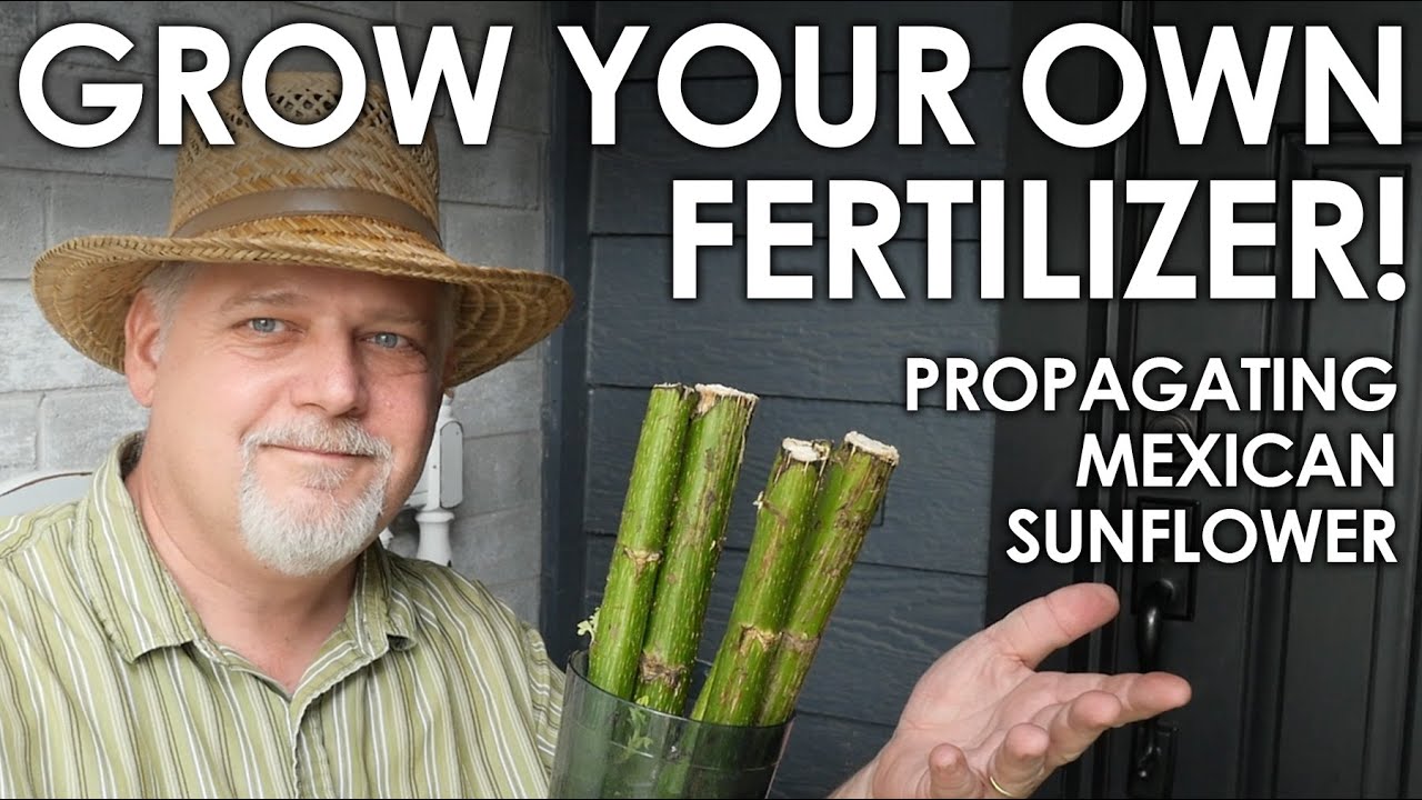 How to Grow Your Own Fertilizer - Mexican Sunflower Propagation || Black Gumbo