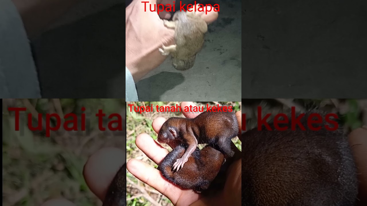 Perbedaan tupai kelapa dan tupai tanah atau kekes #shorts