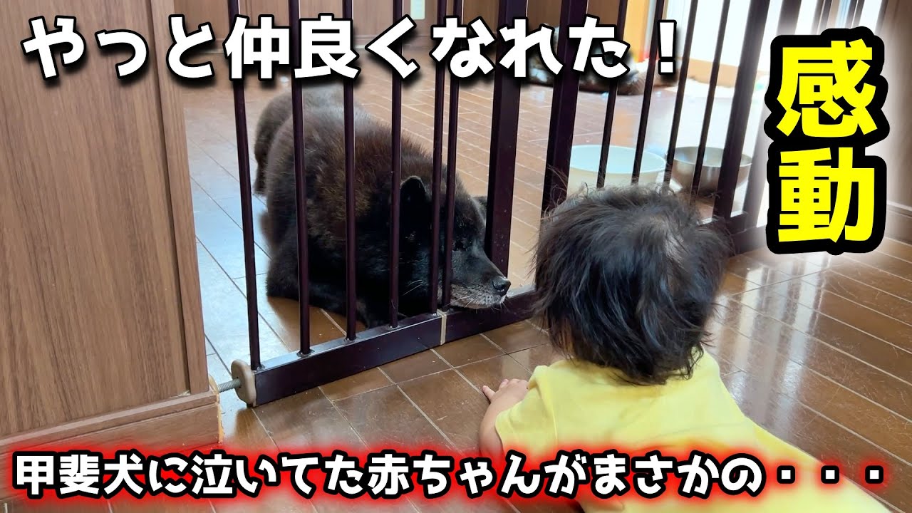やっと仲良くなれた！泣いてた赤ちゃんと、守りたい甲斐犬のほっこりエピソード