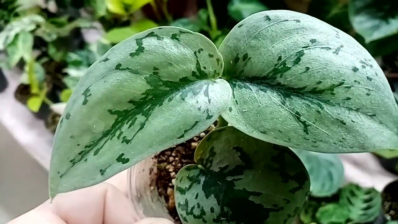 Выставка в Новороссийске 7-8 декабря. ТЦ Бон Пассаж, завершаем обзор. 