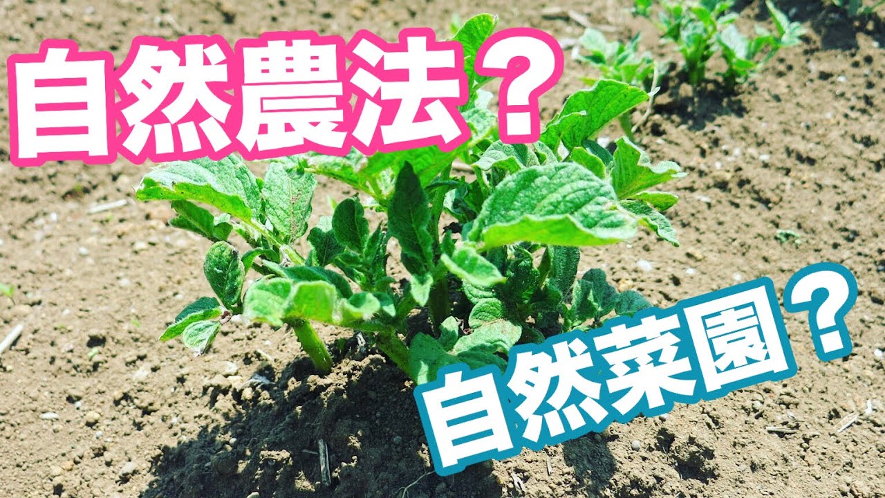 #1【自然農法】自然菜園の畑って！？ (Natural Farming・Organic Cultivation)