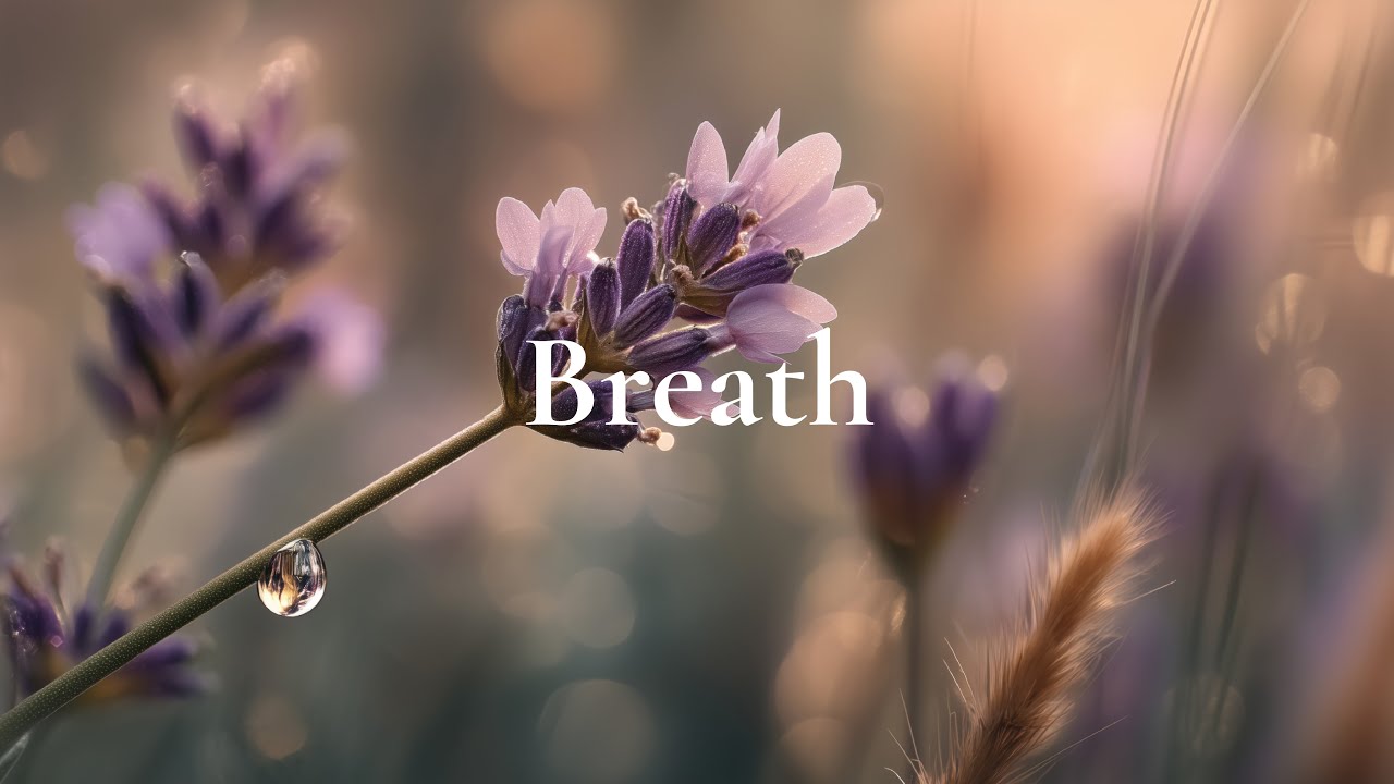 Calm Acoustic Guitar 🌿 Beautiful Background Music for Relaxation guitar music features 4  tracks