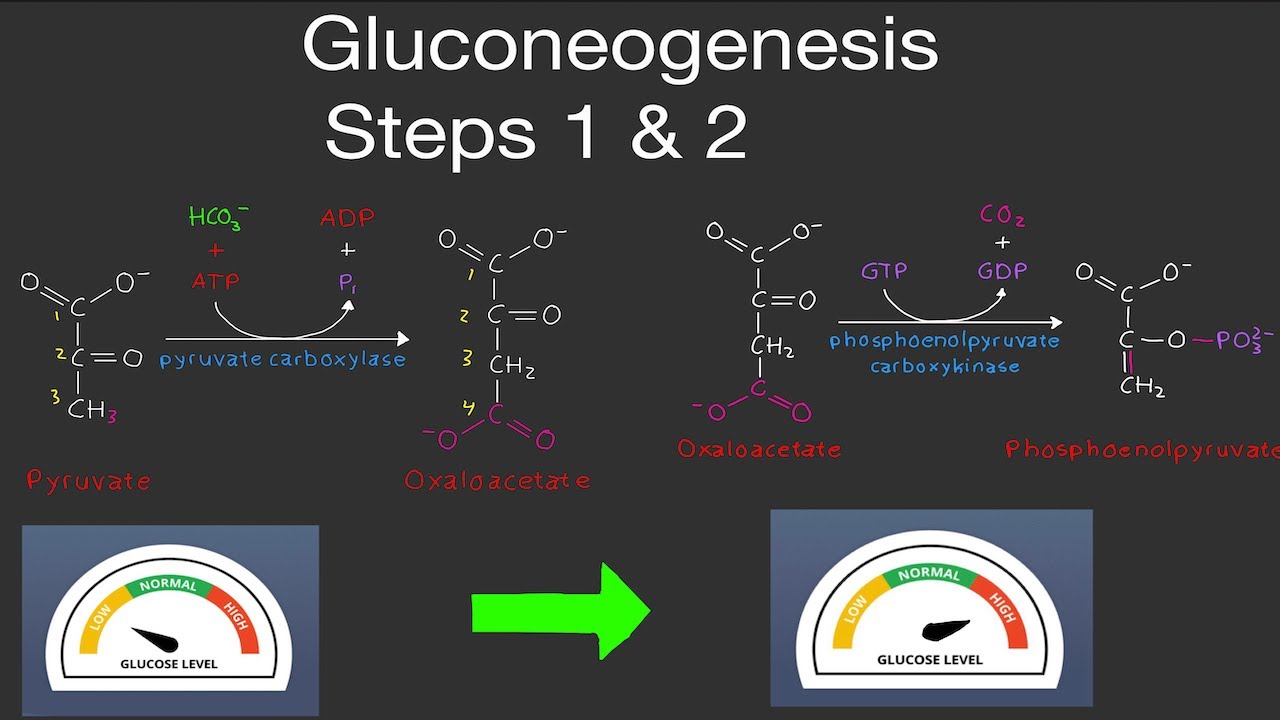 Biochemistry: Gluconeogenesis Steps 1 & 2 (Intro) (SUPER EASY!)