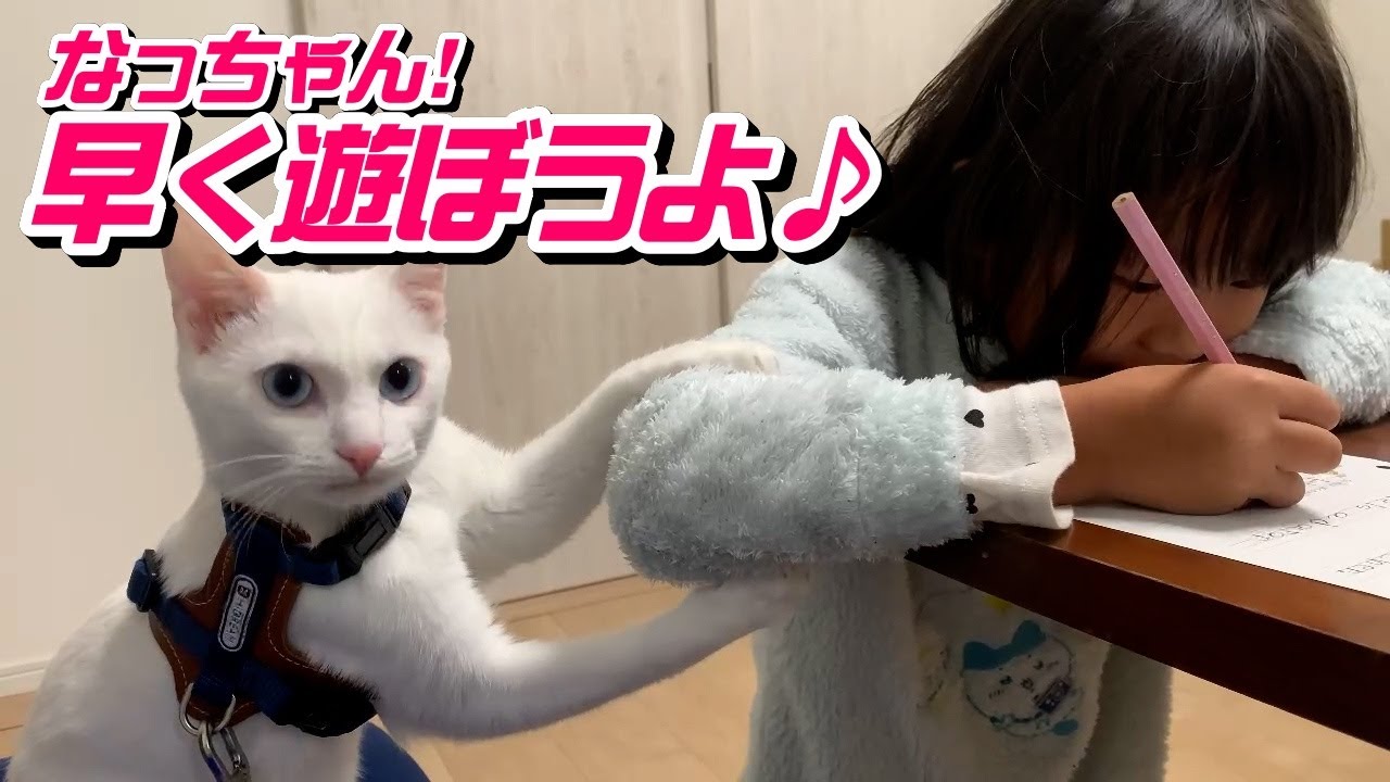 白猫こさちゃんの葛藤!遊びたい気持ちを抑えられない!