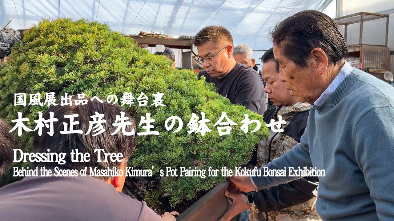 樹に衣装を与えるということ～木村正彦先生の鉢合わせ、国風盆栽展出品への舞台裏～