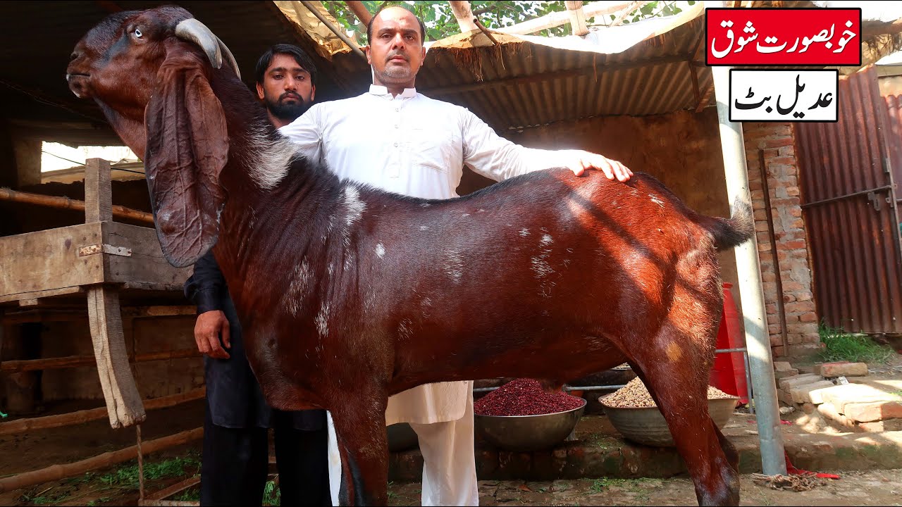King Size Amritsari Beetal Goat & Special Diet For Goats Adeel Butt Lahore 2023
