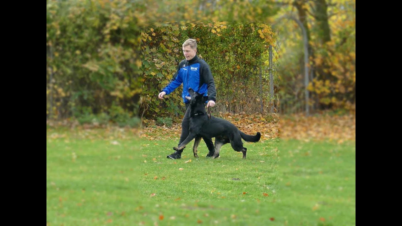Lukas Jess macht mit Link seine BH Prüfung