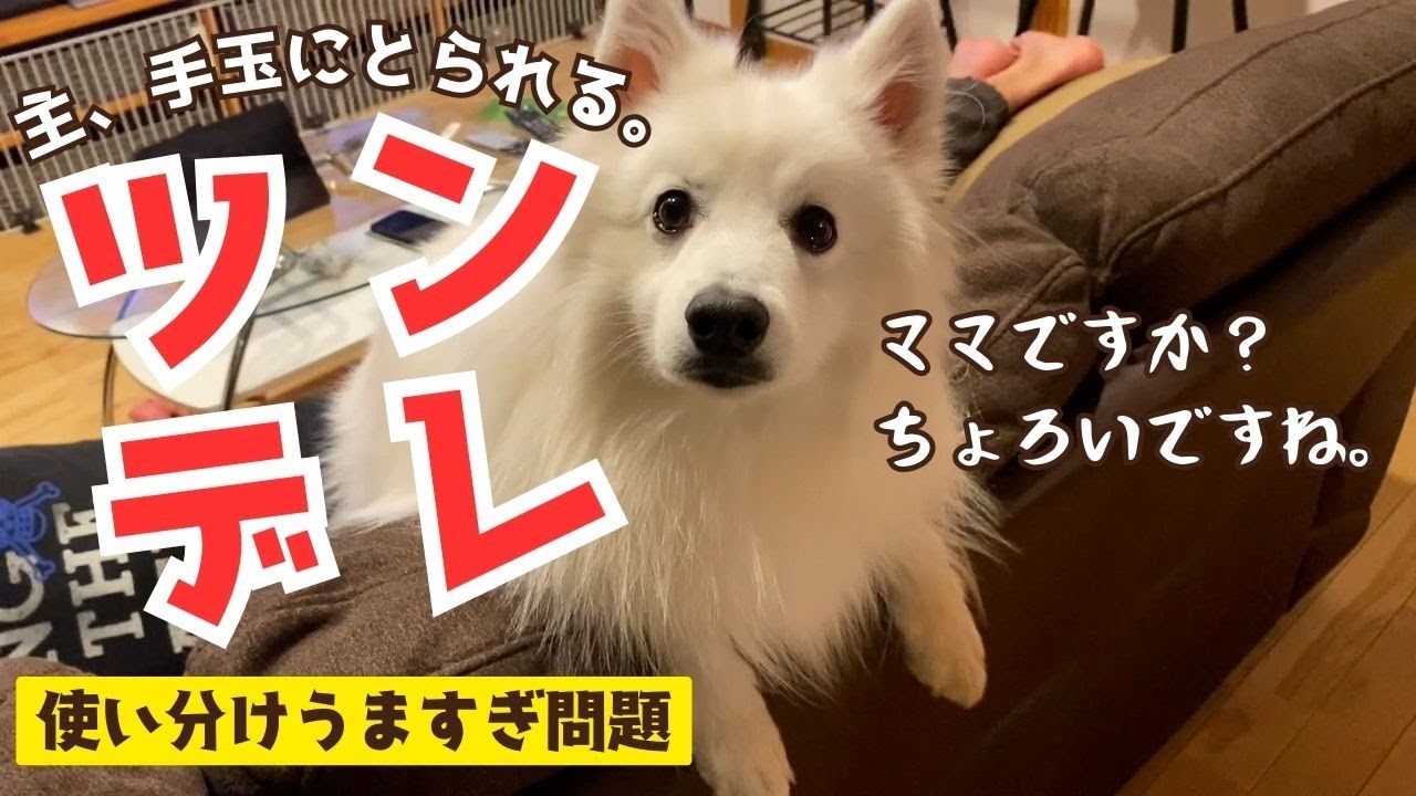 ツンデレ日本スピッツ犬が飼い主を手のひらで転がす／我が愛犬の『デレフィーバー』がキターーー！！！
