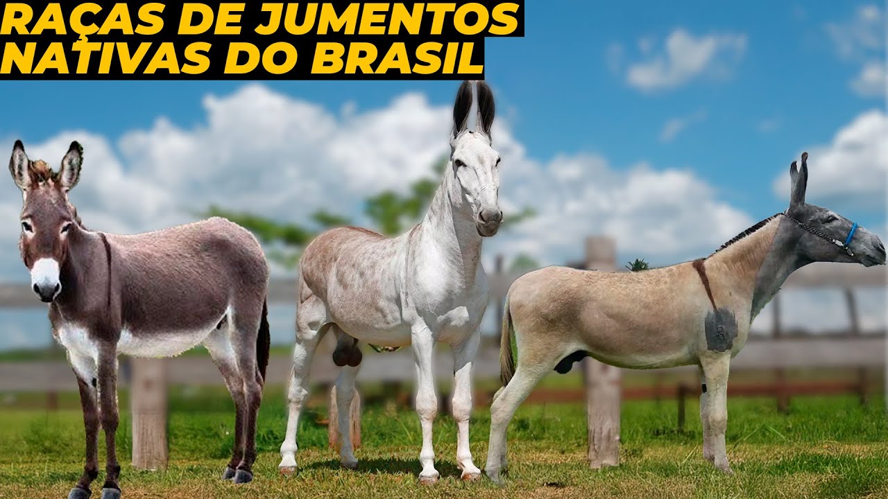 RAÇAS DE JUMENTOS NATIVAS DO BRASIL QUE POUCOS CONHECEM