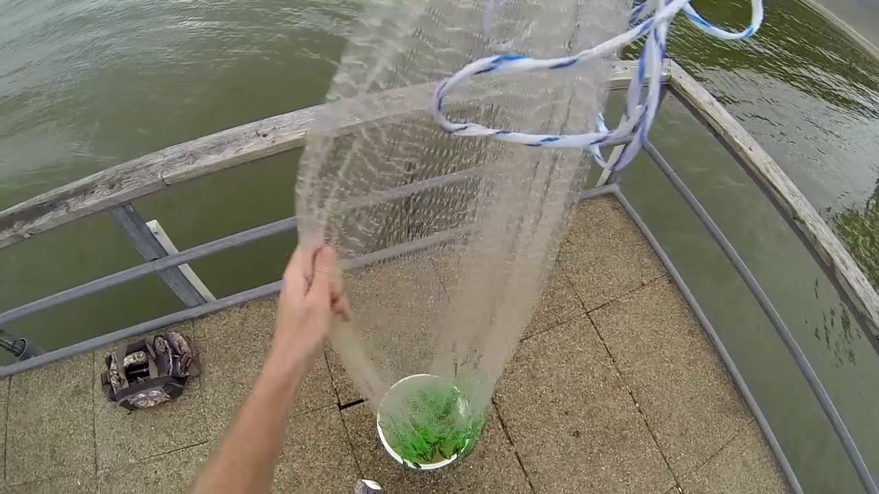 Cast Netting Shad & Catching Blue Catfish