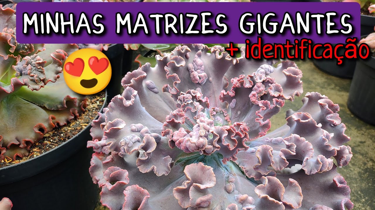 MATRIZES de SUCULENTAS GIGANTES + Identificação de Suculentas ❤️ / Lê e Paty Suculentas