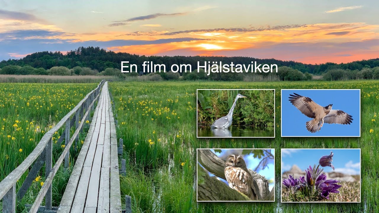 Film om Hjälstaviken
