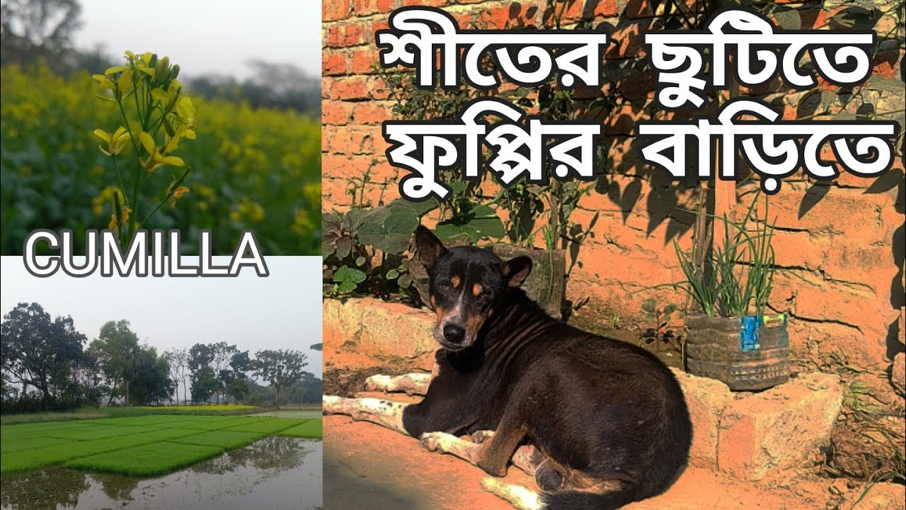 🌾🌿 শীতের ছুটিতে গ্রামে একদিন !!A day in the village during winter vacation!!  #villagevlog #cumilla