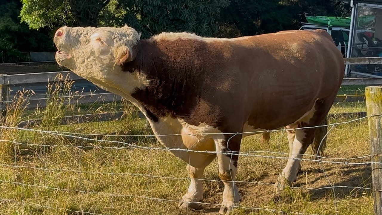 Big Bull unhappy that Competition is in Sight 