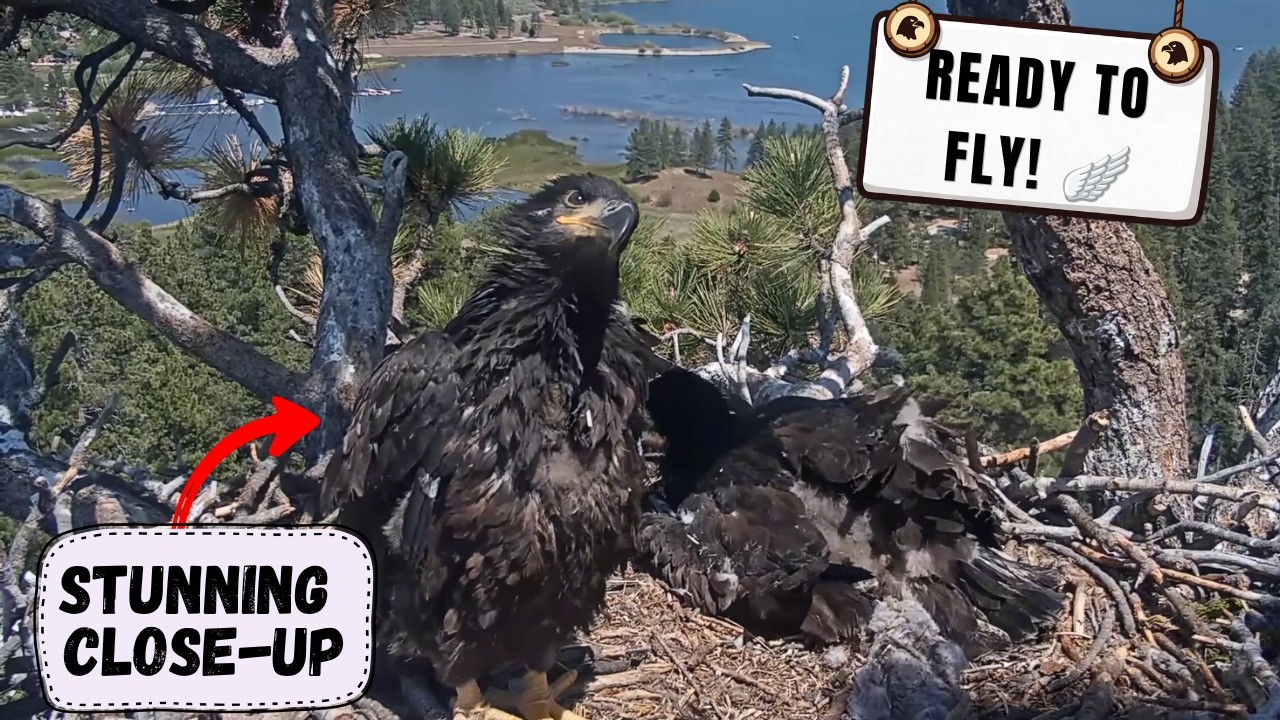BEST WINGERS YET! Sandy & Luna's POWERFUL Flight Practice + Close-Up! | Big Bear Bald Eagles 2026