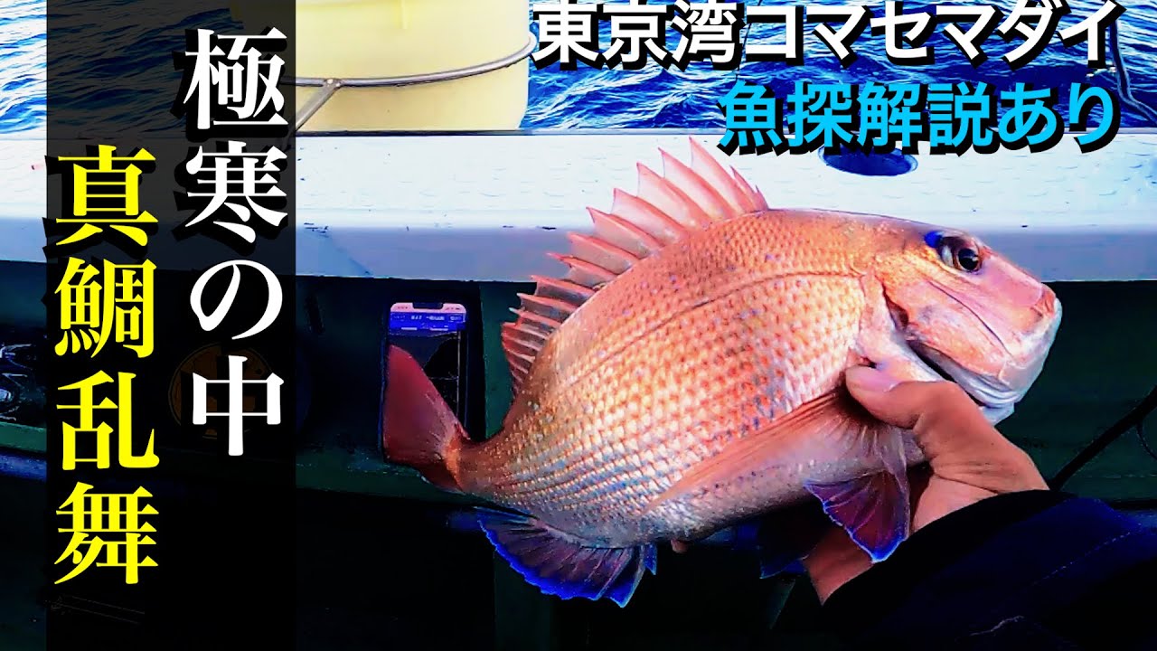 【東京湾コマセマダイ】極寒の中 真鯛乱舞で竿頭@松輪・一義丸