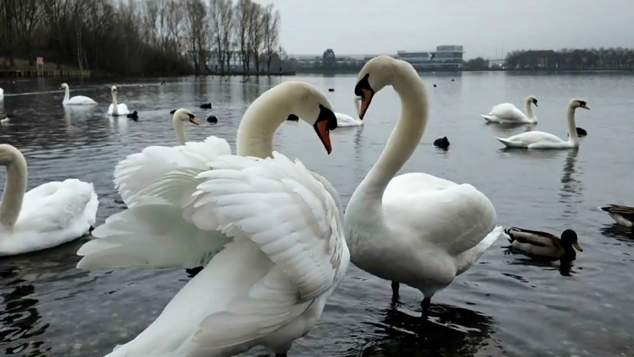 Grace in Motion: Swan Love Dance 