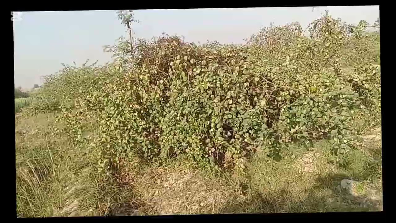 बेरी का बगीचा मै और जसवनत