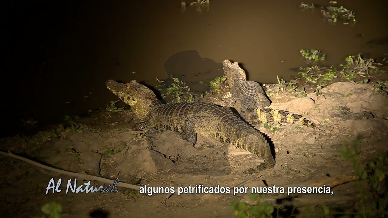 SNT Al Natural: La vida nocturna en la Estancia 4L