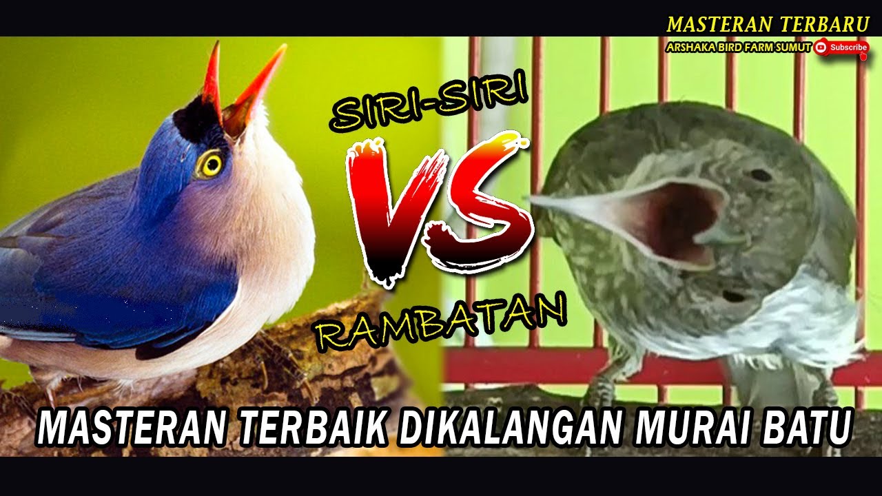 KOMBINASI DUA MASTERAN TERBAIK RAMBATAN DAN SIRI SIRI !! TEMBAKAN KASAR DAN RAPAT DIJAMIN PERIH...!!
