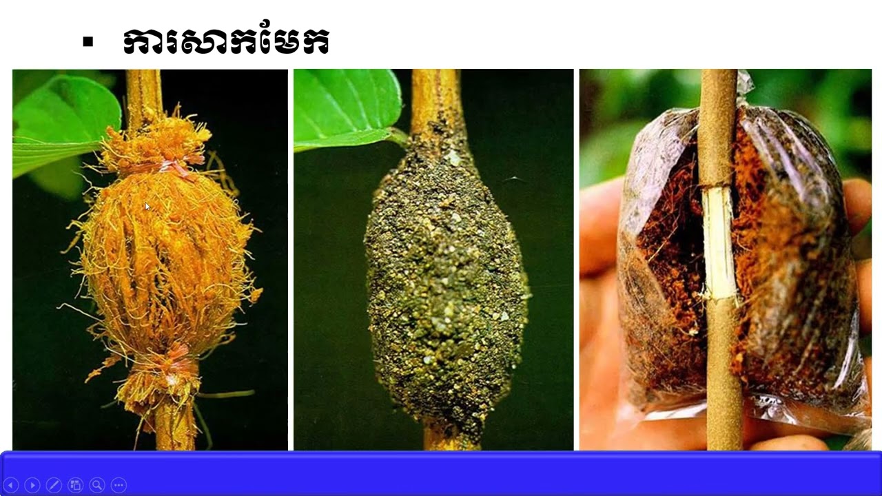 ជីវិទ្យា៖ ថ្នាក់ទី១០៖ ជំពូក៥ ជីវវិទ្យាក្នុងវិស័យកសិកម្ម៖មេរៀនទី២ ការបង្កាត់(ត)