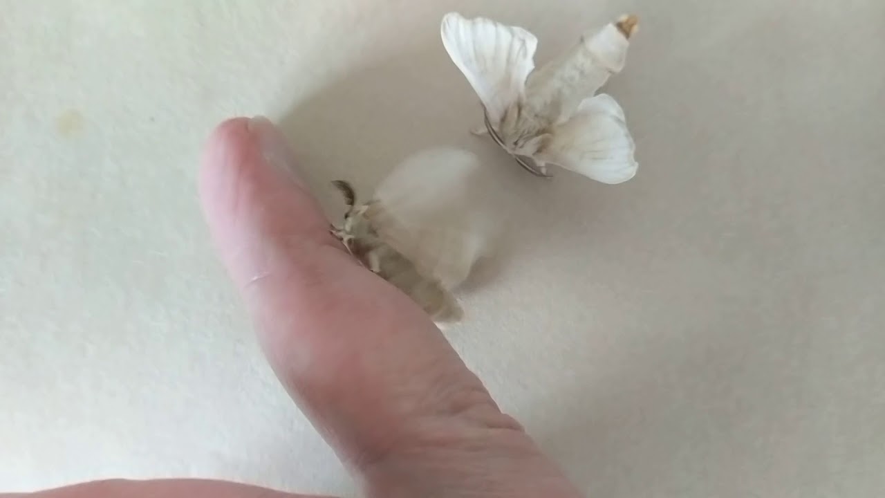 Silkworm Moth (Bombyx mori) Mating Behavior