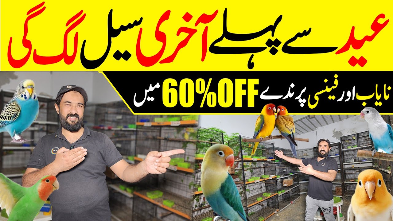 Umar Bhai ki deals A Gai Bohat Kam Rate pr #lahorientertainmentchannel #birds #parrot #pets #cute 