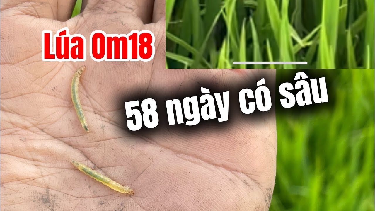 Năm / 2026 Lúa Om18 Được 58 Ngày Tuổi Đất Hai Vụ Có Sâu Lá Tấn Công Ở Giai Đoạn Gần Chổ 