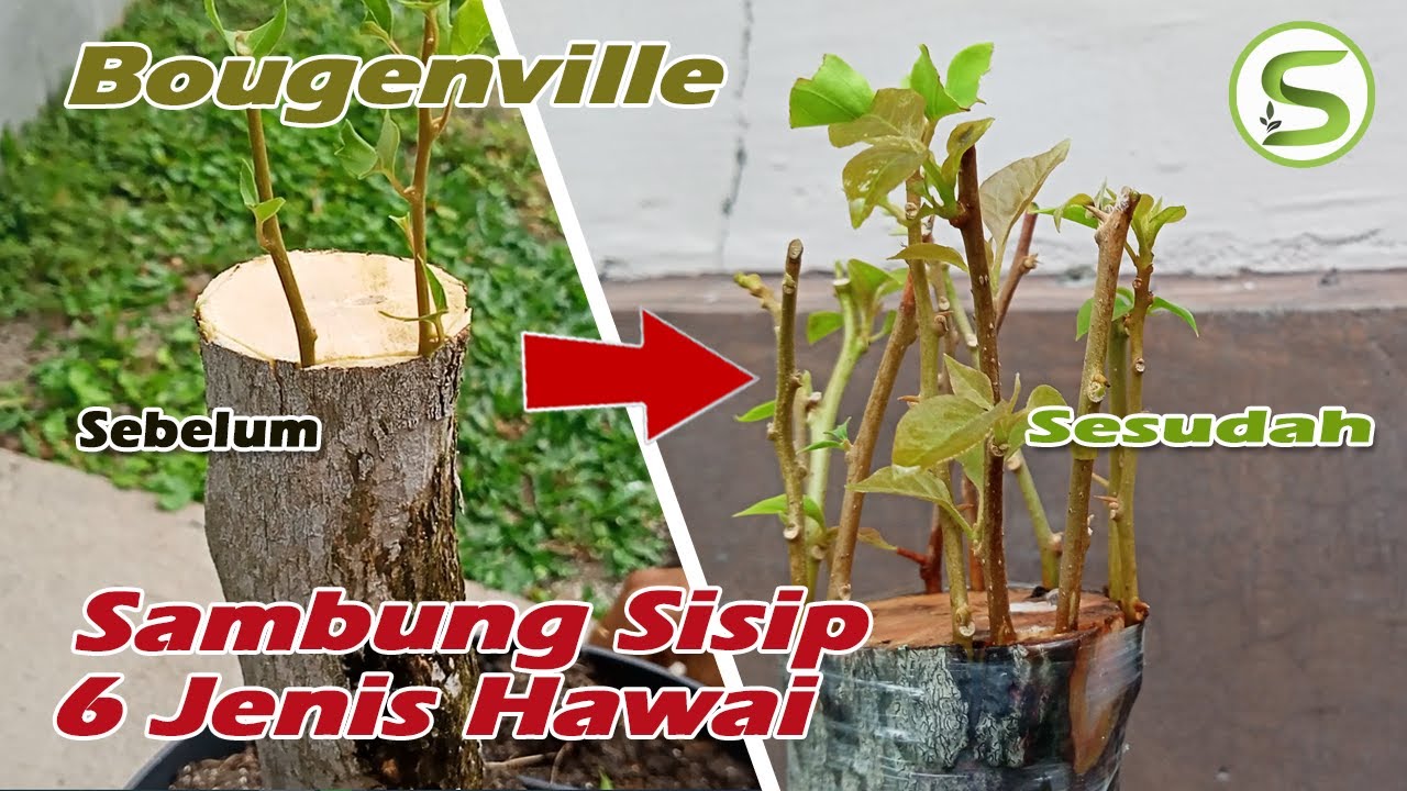 Sambung Sisip 6 Jenis Bougenville ID Hawai