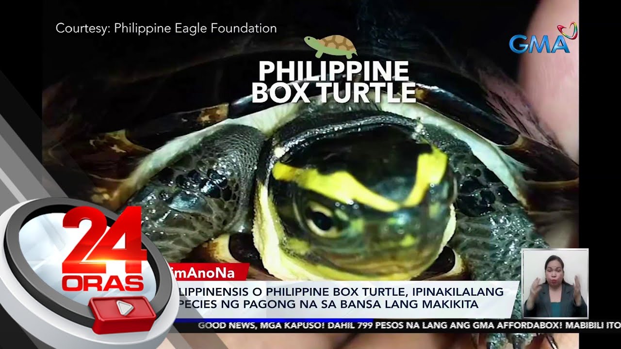 Cuora Philippinensis o Philippine Box Turtle, ipinakilalang bagong species ng pagong na... | 24 Oras