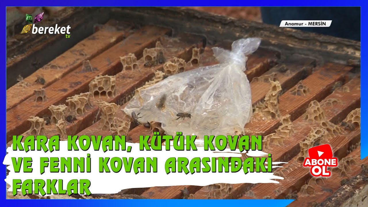 Arı Doktoru - Arı Hastalıkları ve Varroa İle Mücadele