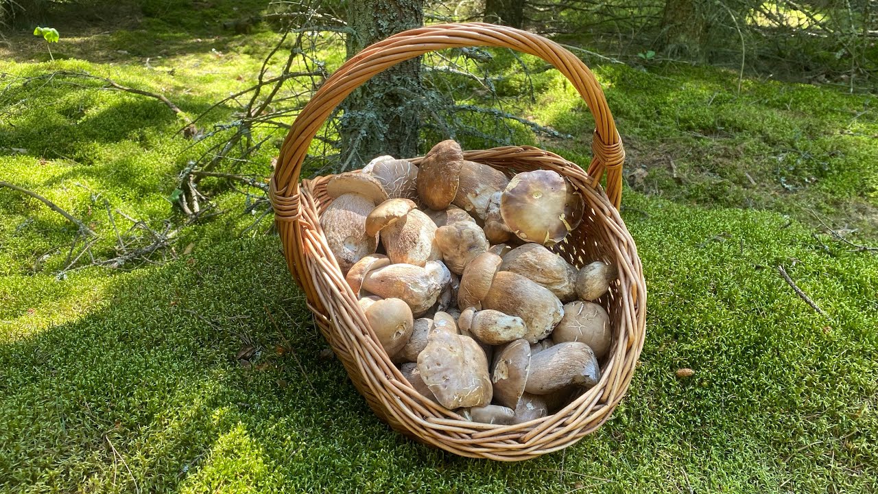 Kosz pełen pięknych borowikow. Spacer i grzybobranie na Podlasiu. Grzyby 2025.