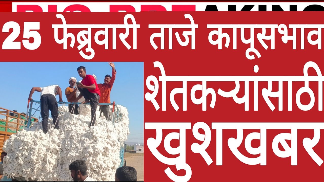 25 फेब्रुवारी 2026 बुधवार राज्यातील शेतकऱ्यांसाठी मोठीखुशखबर आजचेताजे कापूसभाव cottonrate today Live