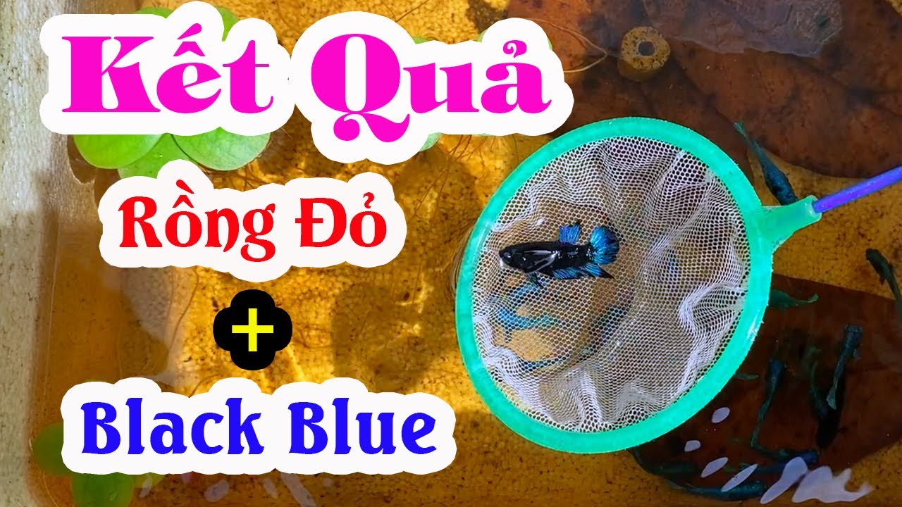 Kết Quả Cá Betta Rồng Đỏ Ghép Đôi Với Cá Betta Black Blue┃Đồng Quê Channel