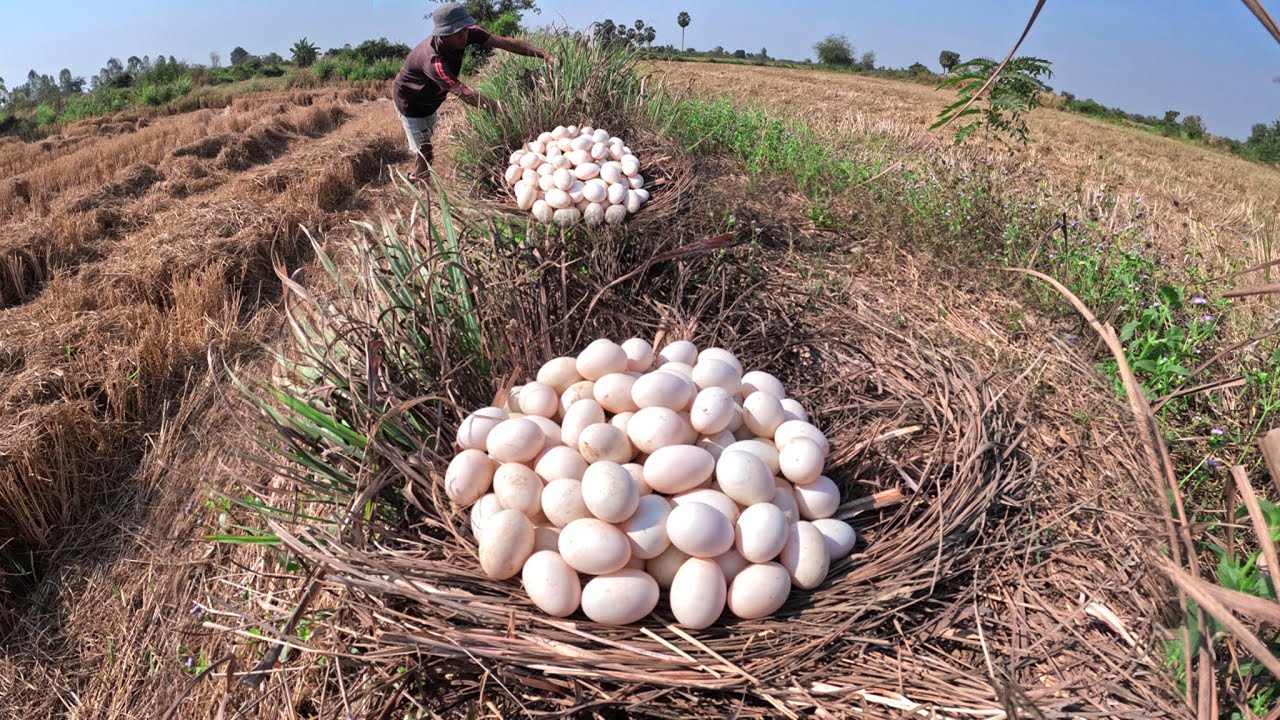 Top Amazing - Lucky man pick a lot of duck eggs in grass by lucky hand