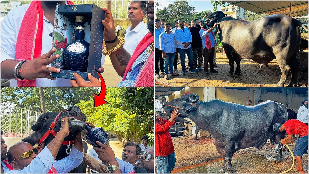 Worlds Biggest Bull Drinks 30k Wiskey 😱 | Madhu Yadav Bulls Getting Ready For Sadar Festival 2025