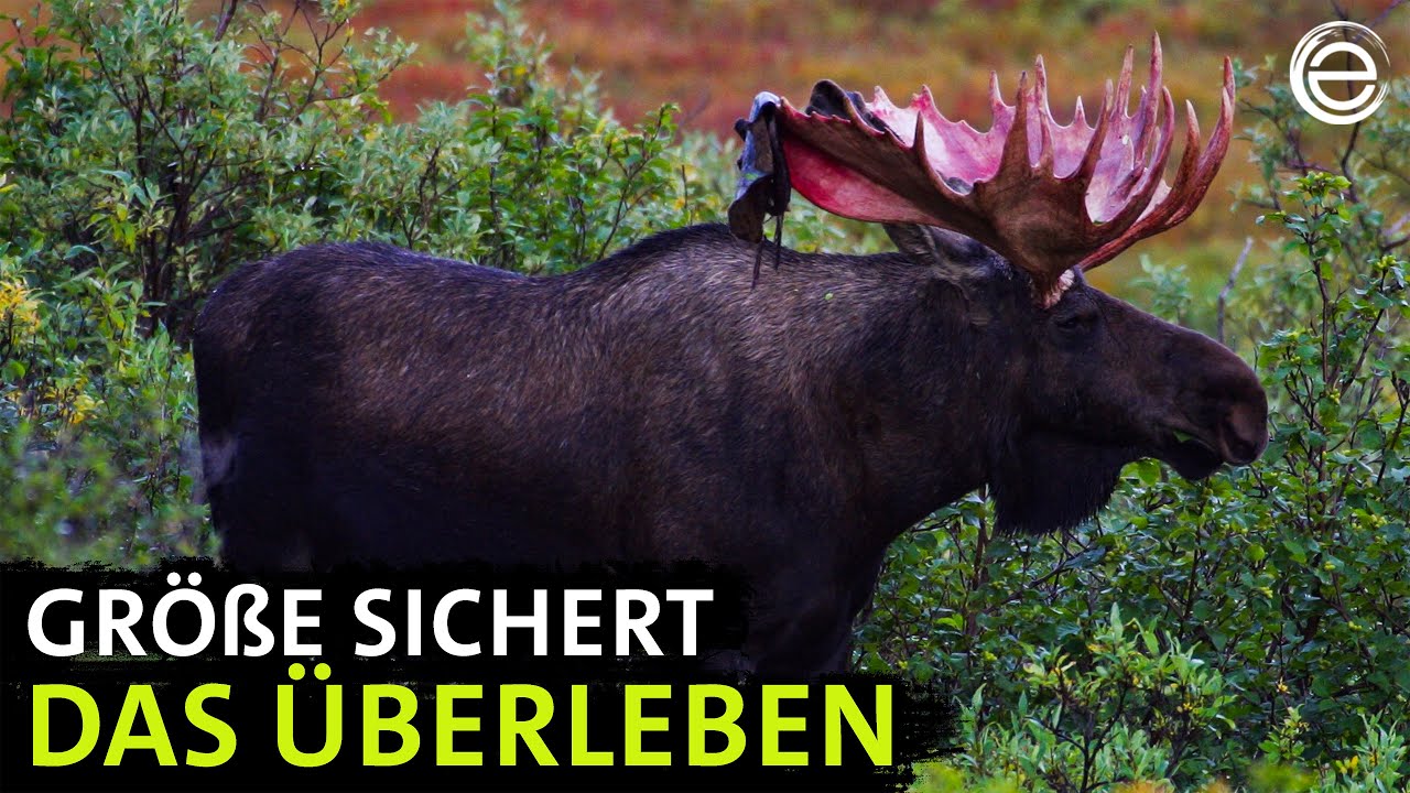 Alaskas Welt der Giganten | Erlebnis Erde