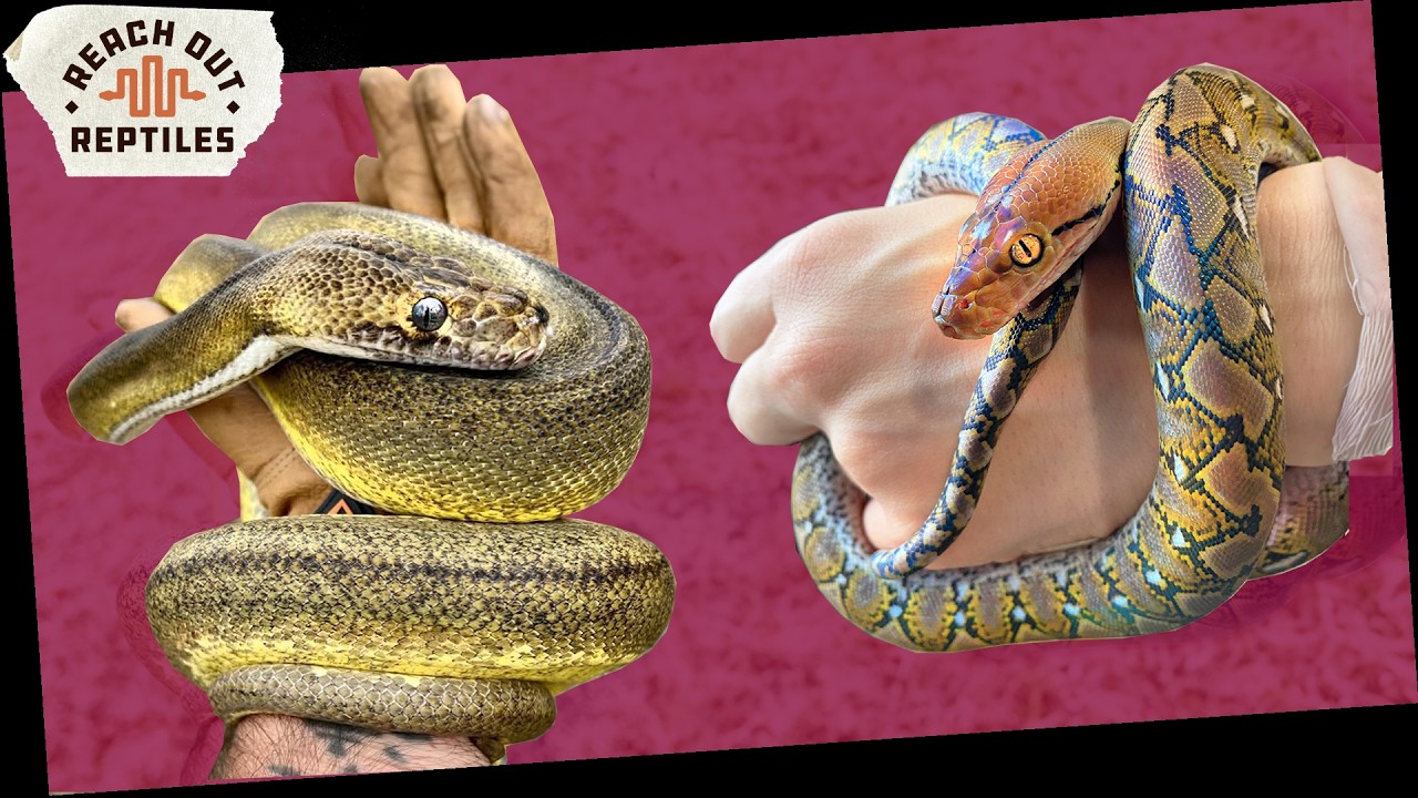 The Top 5 Best Pet Snakes IMO