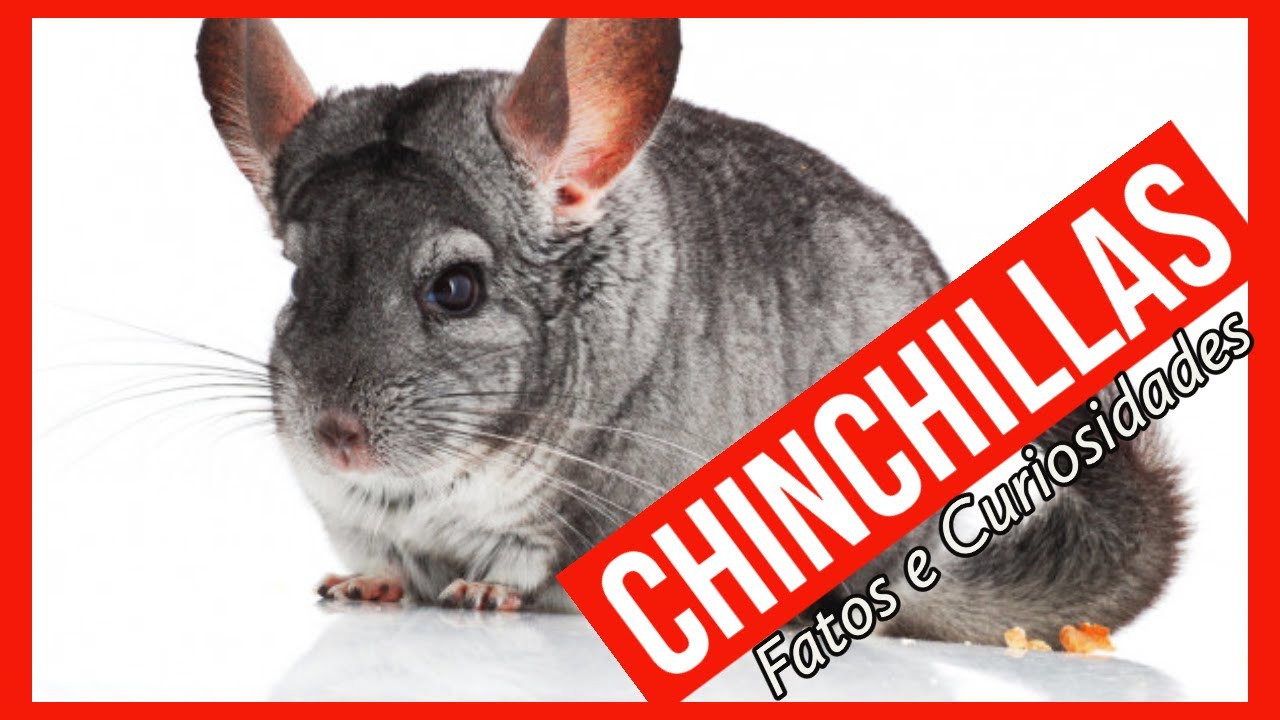 CHINCHILAS - Porque são uns dos melhores animais de estimação - fatos e curiosidades.