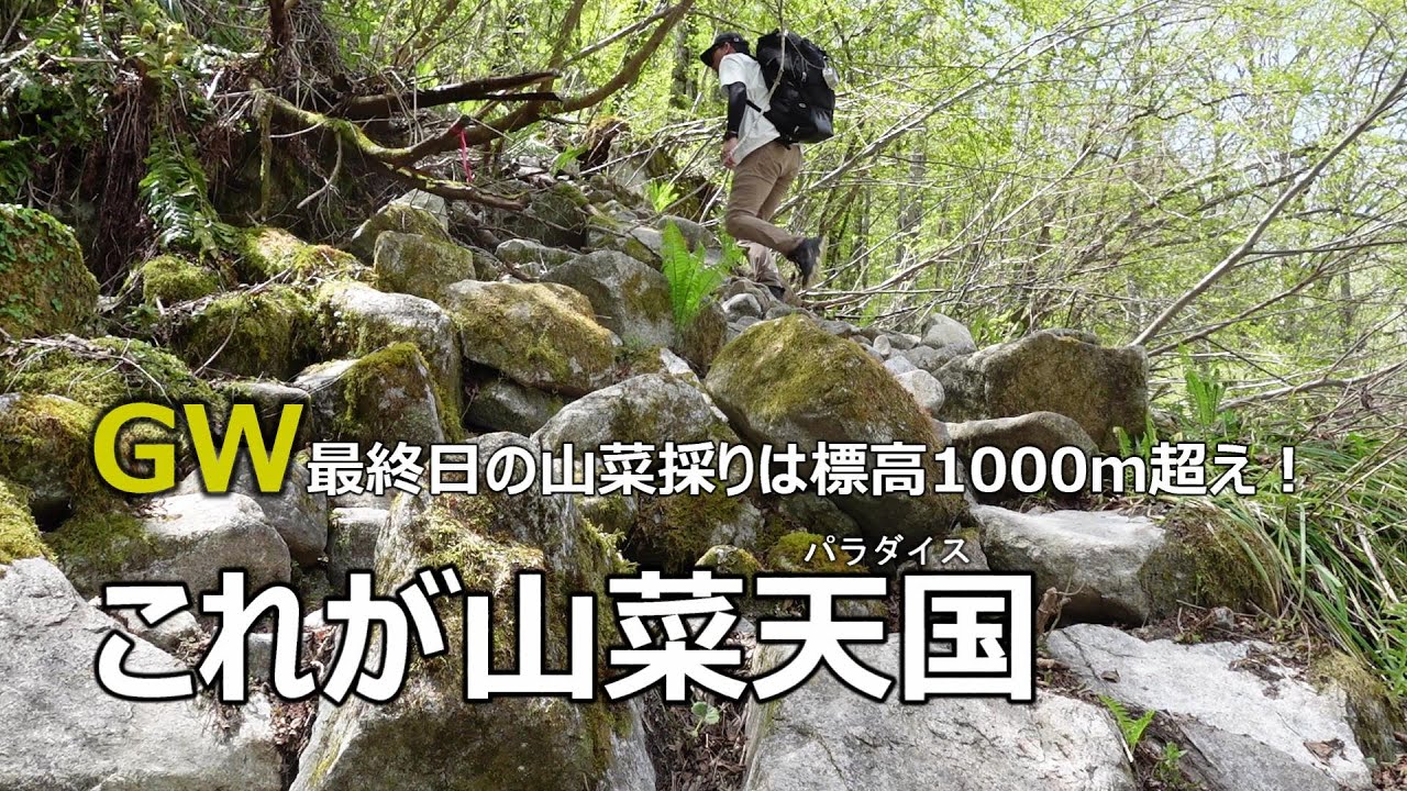 標高【1000ｍ超え】山菜パラダイス！2022.5.8