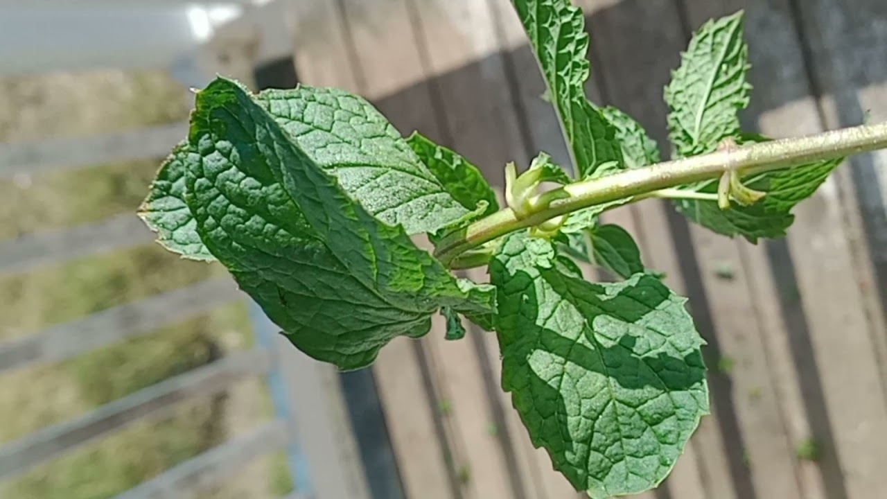 Cloning Mint Cuttings (2 METHODS!) propagate mint