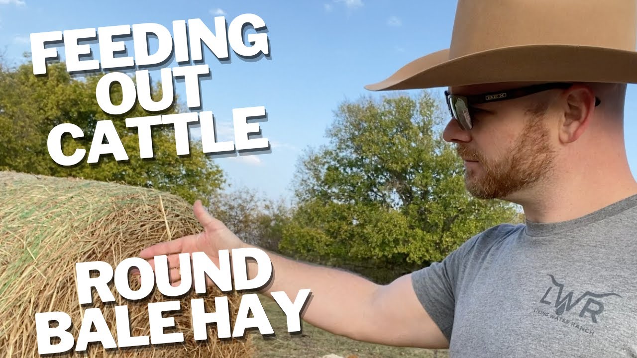 Feed Out Round Bale For Cattle the RIGHT Way!