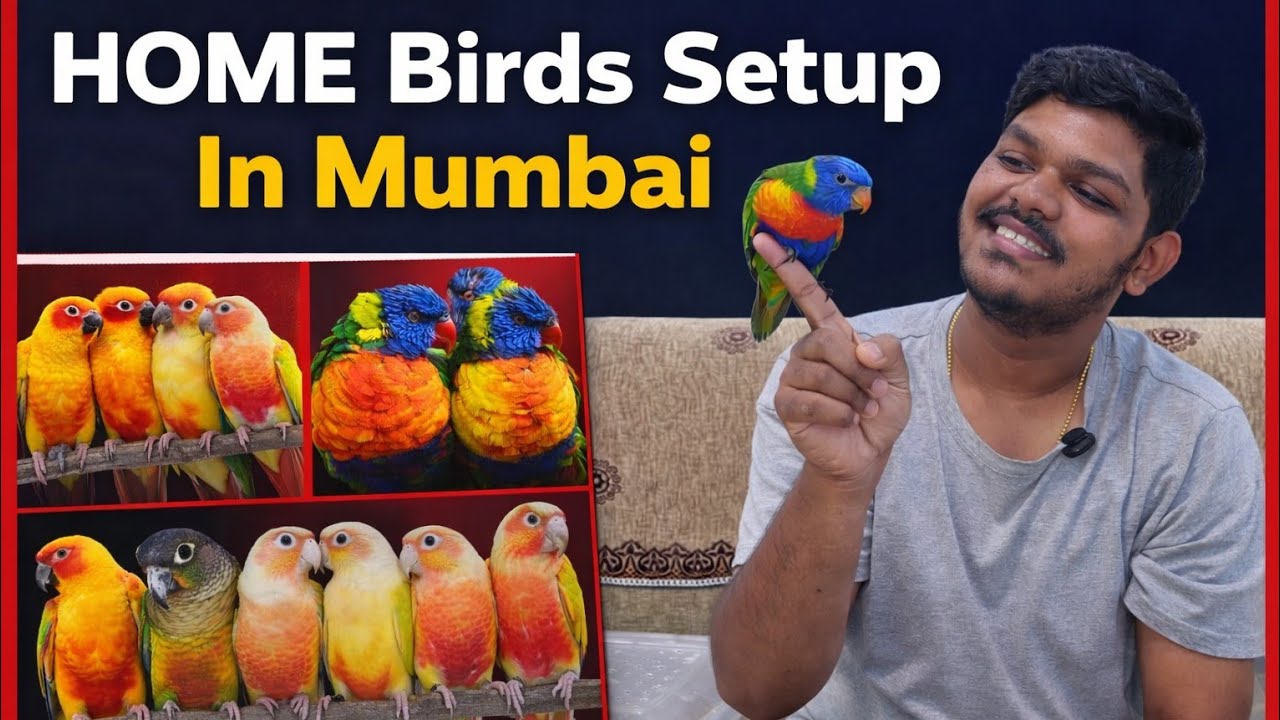MAAS AVAIRY Indoor Bird Setup at Home in Mumbai | Parrot Setup #birdlovers #pets 