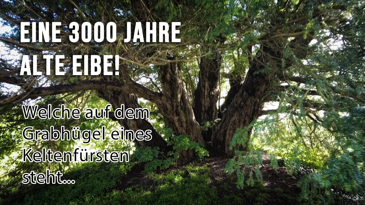 Eine 3000 Jahre alte Eibe auf dem Grabhügel eines Keltenfürsten! 🏴󠁧󠁢󠁥󠁮󠁧󠁿