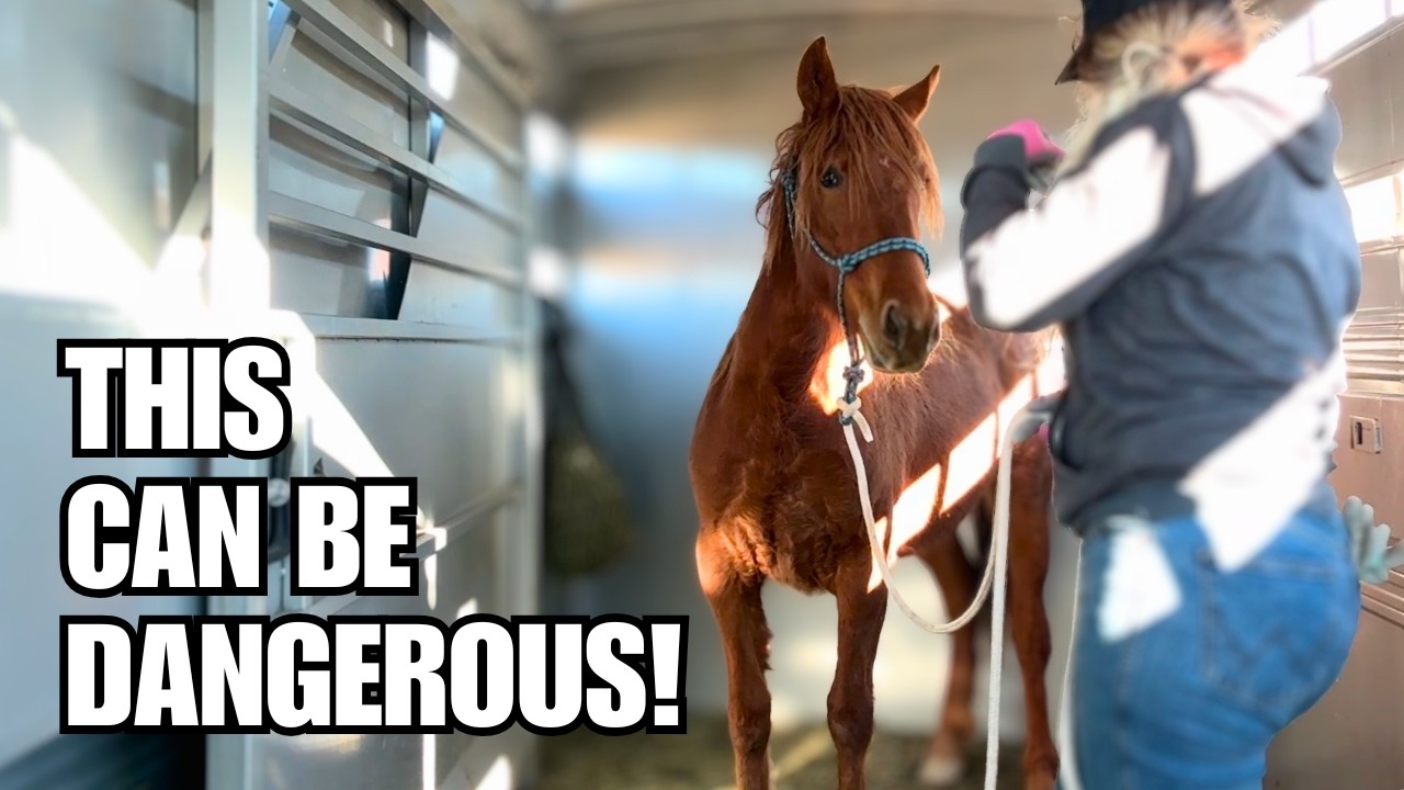 Trailer loading a green horse~ Sparkler the Mustang gets ready to hit the road!