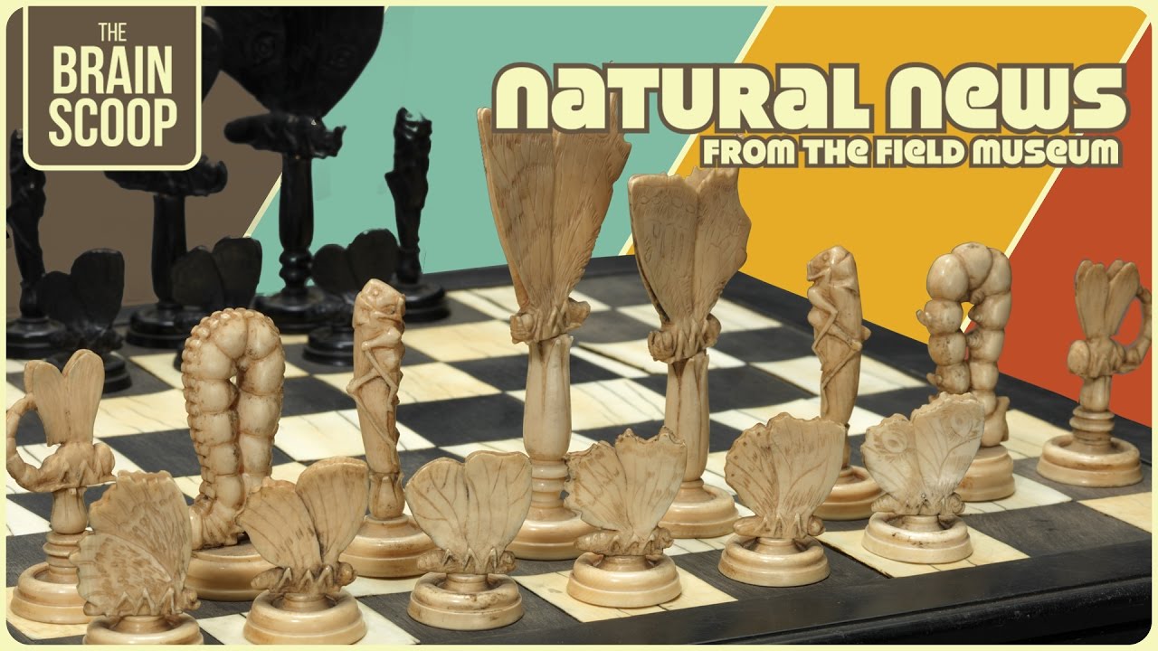 2 Extinctions, 1 New Species, and… chess?| Natural News from The Field Museum | Ep. 5