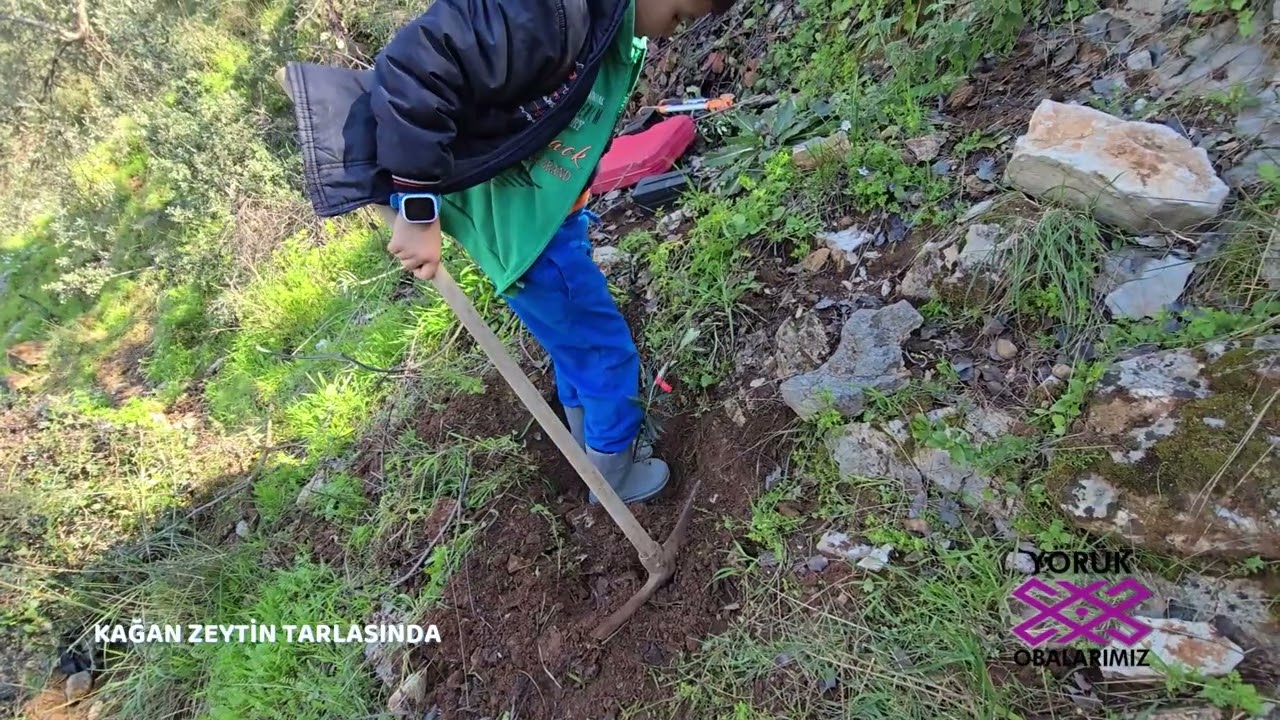 KAĞAN BU GÜN ZEYTİN TARLASINDA